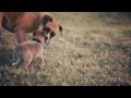 Red Heeler Puppy Plays With the Grown-Ups | The Daily Puppy