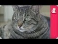 Territorial cat separates household - Pet Sense: Joe and Zachary