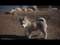 Baby Husky Explores Nature  | The Daily Puppy