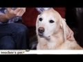 How to Combat Your Dog&#039;s Boredom | Teacher&#039;s Pet With Victoria Stilwell