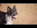 Border Collie Barks for the Frisbee | The Daily Puppy