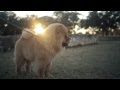 Chow Chow Wrestles With His Buddy | The Daily Puppy