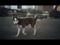 Siberian Husky With Big, Blue Eyes | The Daily Puppy