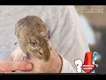 DEGUS - The food