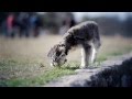 Schnoodle Jumps for the Toy | The Daily Puppy