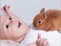 NATURAL FOOD FOR JUNIOR RABBITS - Complete food