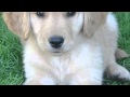 Gorgeous Goldies | The Daily Puppy