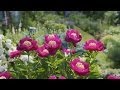 Dividing Peonies