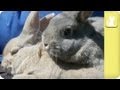 Easter over, inseparable rabbits look for Home - Unadoptables