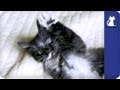 Kittens say goodbye - The Litter Episode 24 with Khloe Kardashian Odom