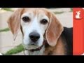 Inseparable Beagles Survive Years of Animal Testing - Tails of Survival