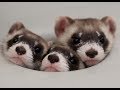 FERRETS - Weekly hygiene