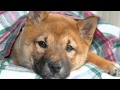 Sassy Shiba | The Daily Puppy