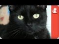 Pierre the Black Cat - Tails of Hope