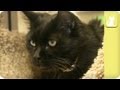 Healthy, affectionate, loving cat needs rescue - Unadoptables