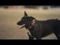 Collie-Shepherd Mix Takes a Break  | The Daily Puppy