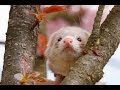 FERRETS - The hair loss