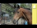 Abandoned, Pregnant Horse - Unadoptables