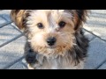 Youthful Yorkies | The Daily Puppy