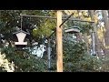 Attract Backyard Birds