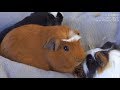 GUINEA PIG - The guinea pig crest