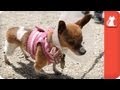 Dog in Pain His Entire Life Finds a Hero - Tails of Survival