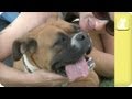 Boxer wiggles with excitement waiting for home - Unadoptables