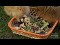 NATURAL FOOD FOR RABBITS - Snacks