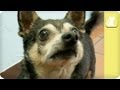 Adorable Chihuahua Rescue &quot;Grandpa&quot; Needs Adoption - Unadoptables