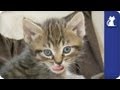 Kittens ignore their mom - The Litter Episode 12 with Khloe Kardashian Odom