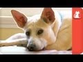 Seizure Detecting Dog Assists Boy - Healing Power of Pets