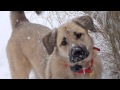 Snow Dogs | The Daily Puppy