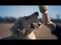 Great Pyrenees Mix Enjoys a Nice Breeze | The Daily Puppy