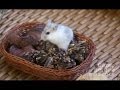 NATURAL FOOD FOR HAMSTERS - Snacks