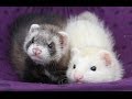 FERRETS - Can we bath ferrets?