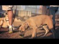 Pit Bull-Terrier Mix Carries Her Ball | The Daily Puppy