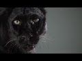 Black Leopard | Slow Motion Cats Phantom Camera Series