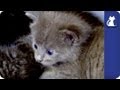 Baby Kittens Get Stronger - The Litter Episode 4 with Khloe Kardashian Odom