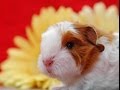 GUINEA PIGS - Exercise in summer