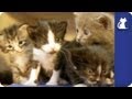 Baby kittens explore while mom watches - The Litter Episode 6 with Khloe Kardashian Odom