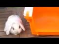 RABBITS - How to travel with my pet