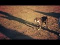 Boxer Runs Real Fast | The Daily Puppy