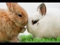 RABBITS - Exercise at home