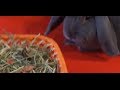 NATURAL FOOD FOR RABBITS - Complete food