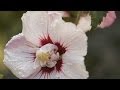 How to Grow Hibiscus in Any Climate