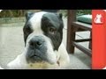 Malnourished English Bulldog stripped from her puppies - Tails of Survival
