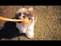 Shih Tzu Chews a Toy | The Daily Puppy