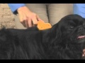 Pet Meds Pharmacy - Furminator: Grooming Tools For Dogs