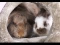 RABBITS - How to play with rabbits