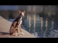 Ibizan Hound Enjoys the View | The Daily Puppy